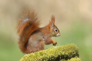 Eurasian red squirrel (Sciurus vulgaris)