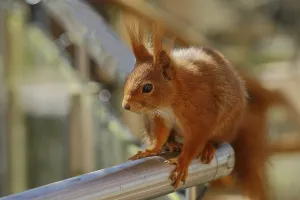 Eurasian red squirrel (Sciurus vulgaris)