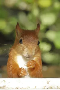 Eurasian red squirrel (Sciurus vulgaris)