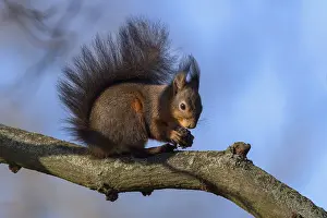 Eurasian red squirrel (Sciurus vulgaris)