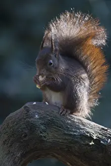Eurasian red squirrel (Sciurus vulgaris)