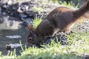 Eurasian red squirrel (Sciurus vulgaris)