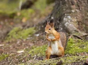 Eurasian red squirrel (Sciurus vulgaris)