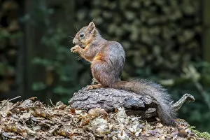 Eurasian red squirrel (Sciurus vulgaris)