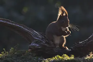 Eurasian red squirrel (Sciurus vulgaris)