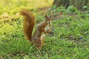 Eurasian red squirrel (Sciurus vulgaris)