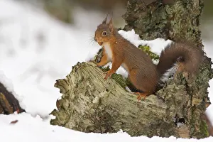 Eurasian red squirrel (Sciurus vulgaris)