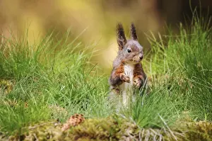 Eurasian red squirrel (Sciurus vulgaris)