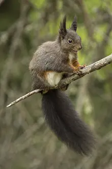 Eurasian red squirrel (Sciurus vulgaris)