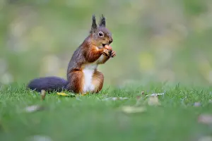 Eurasian red squirrel (Sciurus vulgaris)