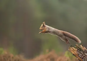 Eurasian red squirrel (Sciurus vulgaris)