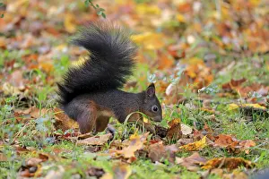 Eurasian red squirrel (Sciurus vulgaris)