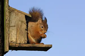 Eurasian red squirrel (Sciurus vulgaris)
