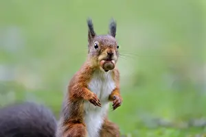 Eurasian red squirrel (Sciurus vulgaris)