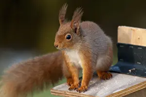 Eurasian red squirrel (Sciurus vulgaris)