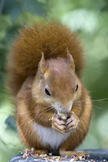 Eurasian Red Squirrel (Sciurus vulgaris)