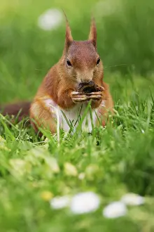 Eurasian red squirrel (Sciurus vulgaris)