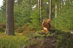 Eurasian red squirrel (Sciurus vulgaris)