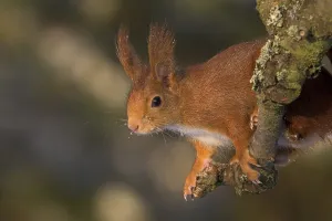 Eurasian red squirrel (Sciurus vulgaris)