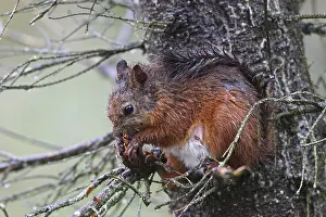 Eurasian red squirrel (Sciurus vulgaris)