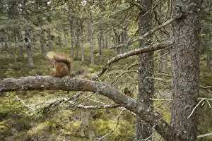 Eurasian Red Squirrel (Sciurus vulgaris) adult