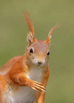 Eurasian red squirrel (Sciurus vulgaris) adult animal