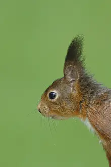 Eurasian red squirrel (Sciurus vulgaris) adult animal