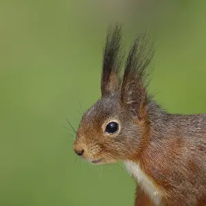 Eurasian red squirrel (Sciurus vulgaris) adult animal