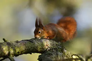 Eurasian red squirrel (Sciurus vulgaris) on a branch