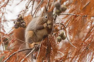 Eurasian red squirrel (Sciurus vulgaris) on a branch