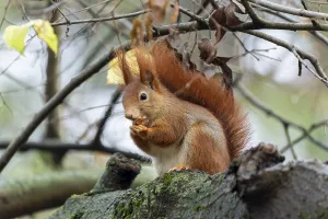 Eurasian red squirrel (Sciurus vulgaris) on a branch