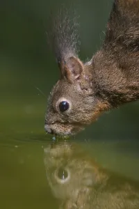Eurasian Red Squirrel (Sciurus vulgaris) dark form