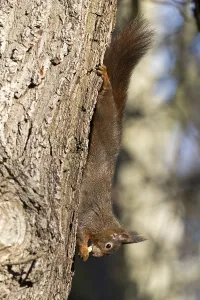 Eurasian red squirrel (Sciurus vulgaris) eating upside down on tree trunk