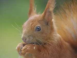 Eurasian red squirrel (Sciurus vulgaris) eats