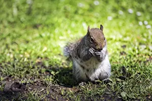 Eurasian red squirrel (Sciurus vulgaris) feeding in a meadow In the Botanic Gardens