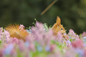 Eurasian red squirrel (Sciurus vulgaris) in a flower meadow