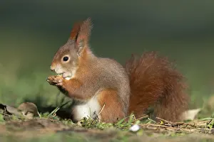 Eurasian red squirrel (Sciurus vulgaris) during foraging