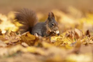 Eurasian red squirrel (Sciurus vulgaris) foraging for food