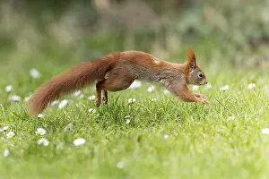 Eurasian red squirrel (Sciurus vulgaris) jumping in a meadow