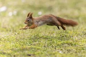 Eurasian red squirrel (Sciurus vulgaris) jumping in a meadow