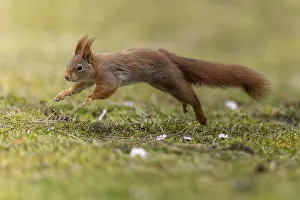 Eurasian red squirrel (Sciurus vulgaris) jumping in a meadow