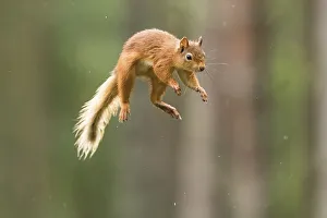 Eurasian red squirrel (Sciurus vulgaris) jumps through the air