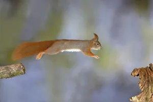 Eurasian red squirrel (Sciurus vulgaris) jumps from a broken branch