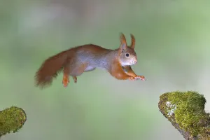 Eurasian red squirrel (Sciurus vulgaris) jumps from mossy branch to mossy branch