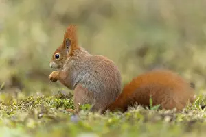 Eurasian red squirrel (Sciurus vulgaris) in a meadow