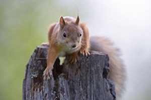 Eurasian Red Squirrel (Sciurus vulgaris) in search of food on an old pine stump, Nationalpark Oulanka, Nationalpark, Lapland, Finland, Europe