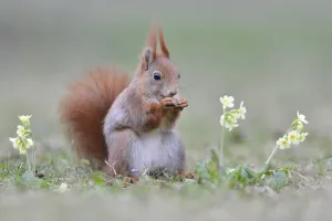 Eurasian red squirrel (Sciurus vulgaris) sits in a flower meadow and eats