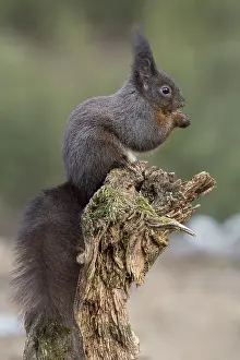 Eurasian red squirrel (Sciurus vulgaris) sits on mossy deadwood and eats
