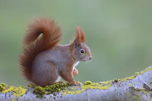 Eurasian red squirrel (Sciurus vulgaris) sitting on a lichen-covered branch