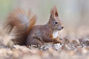 Eurasian red squirrel (Sciurus vulgaris) sitting in old leaves